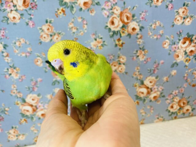 ヒナご飯卒業✨かわいさ満点❤︎手乗りセキセイインコ(オパーリン)❤︎
