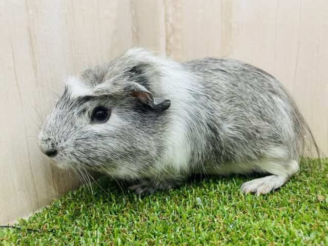 最新ナデナデ動画ありますよ〜白いマフラーをまとったモルモットくん！　クレステッドモルモット　男の子