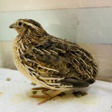 まるっとボディーが可愛らしいウズラさん☆男の子