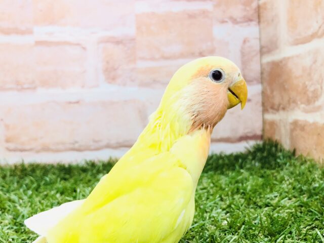 コザクラ人気カラー投票上位カラー　コザクラインコ　ルチノー　R５　３／１撮影