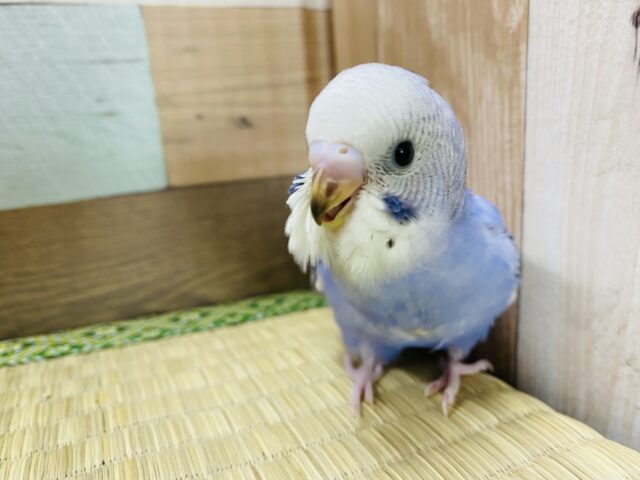 定番人気！かっこいい雰囲気のセキセイインコブルーオパーリン♪