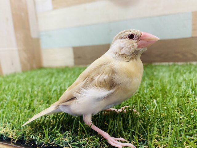 最新画像有り☆またまたやって来ました！ホヤホヤのシナモン文鳥♡