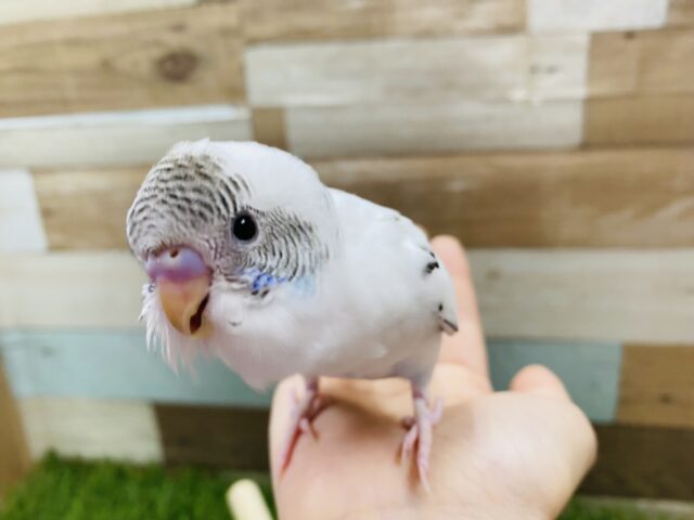 最新画像有り！ゴマ塩カラーになるのかな？セキセイインコ白ハルクイン！