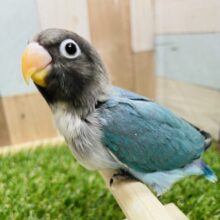 最新画像あります☆大人気ブルーカラー☆パッチリおめめのボタンインコ！