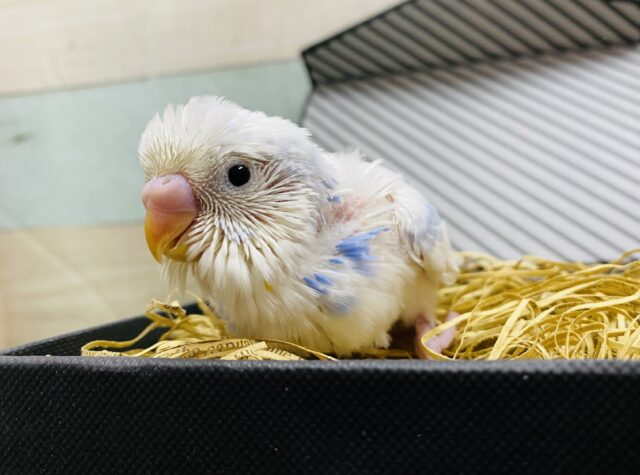 雲が多めの青空の様なカラー☆セキセイインコパイド！