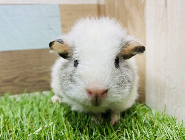 まるで羊のような丸っこさ♡縮れた毛並みが可愛いテッセルモルモット