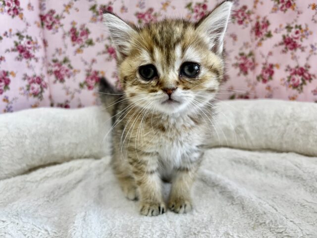 きゅん❤️なミヌエットちゃんいますよ✨️