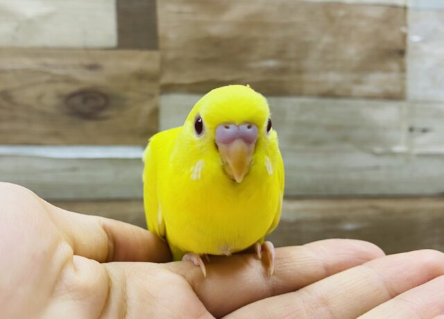 最新画像有り☆ちょこんと座る赤目の可愛いコ！セキセイインコのルチノー！