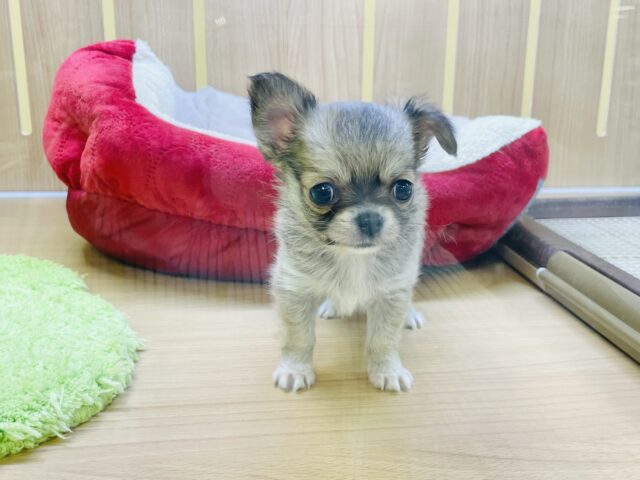 ちっちゃ〜〜な天使降臨♥チワワくん！