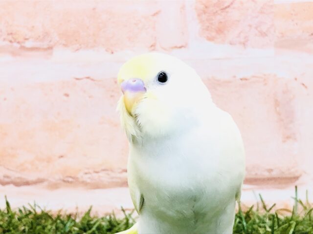優しい色合いの鳥さん　セキセイインコ　クリーム　Ｒ５　３／１３撮影