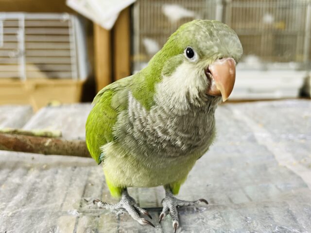 画像更新☆包んで欲しい♡おとなしめ♡グリーンカラーのオキナインコ☆