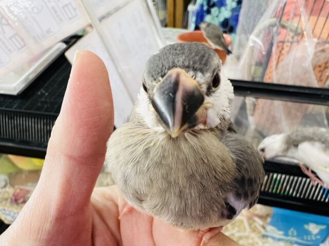 ペンギンフェイス♡桜文鳥のヒナ(顔白め)入荷しました❤