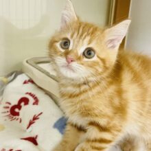 とんでもなく甘ったれくん♡マンチカンくん！