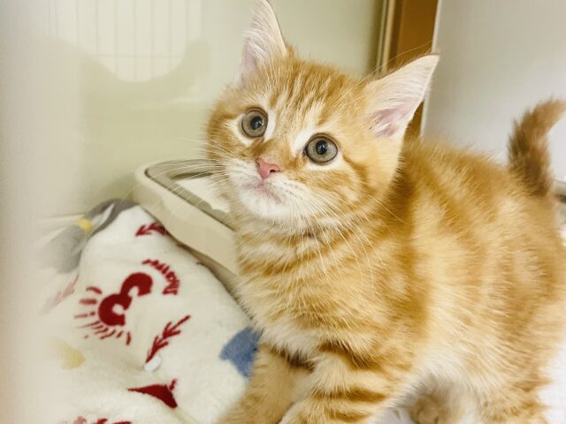 とんでもなく甘ったれくん♡マンチカンくん！