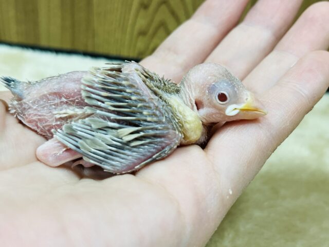 来ました♡♡シナモン文鳥 ヒナ