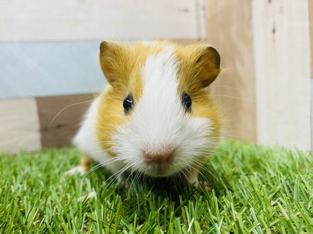 白×オレンジ明るいカラーのイングリッシュモルモットさん！！