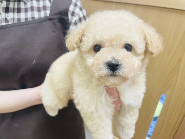 注目の的♡ミックス犬(マルチーズ×トイプードル)