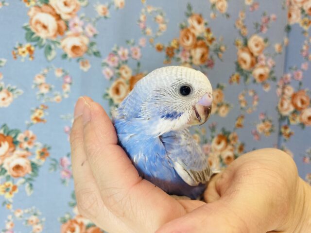 手乗りセキセイインコ💙オパーリン(スカイブルー)