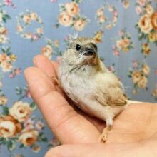 手乗りキンカチョウさん(シルバー)入舎です❤︎