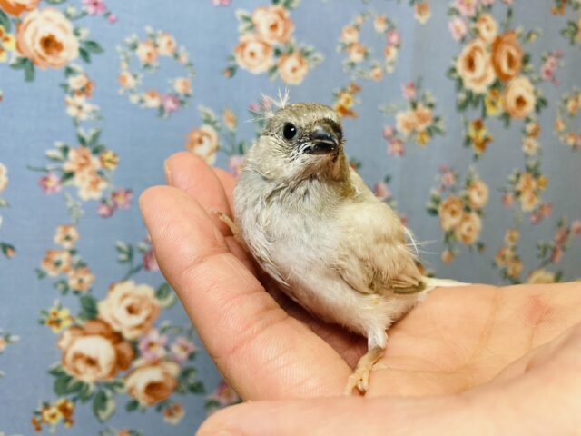 手乗りキンカチョウさん(シルバー)入舎です❤︎