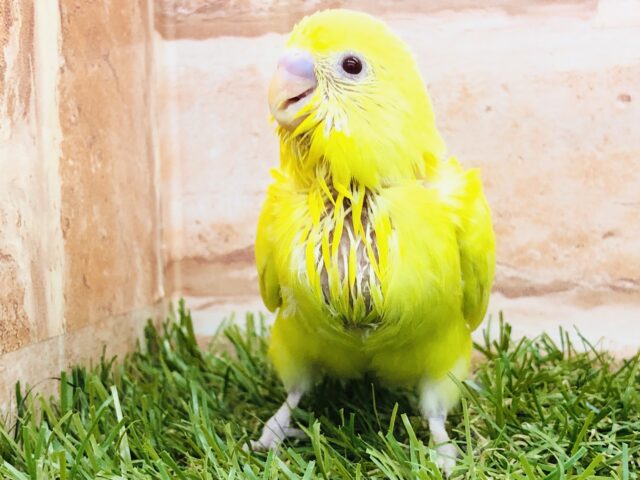 元気いっぱいカラー　セキセイインコ　ルチノー　Ｒ５　３／１３撮影