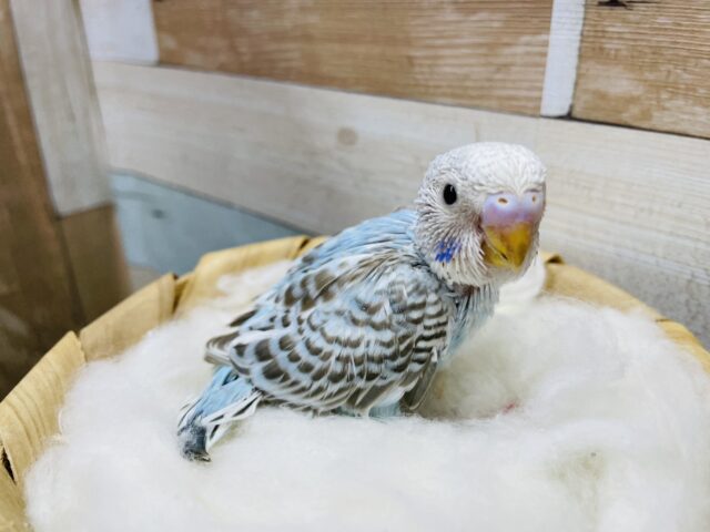 シナモンカラーの模様が可愛らしい！！セキセイインコのシナモンオパーリン！