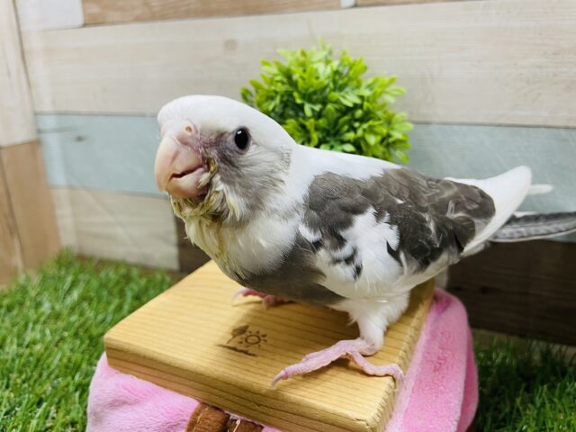 最新画像あります☆クリクリな目がキュートなコ！オカメインコのホワイトフェイスパイド！