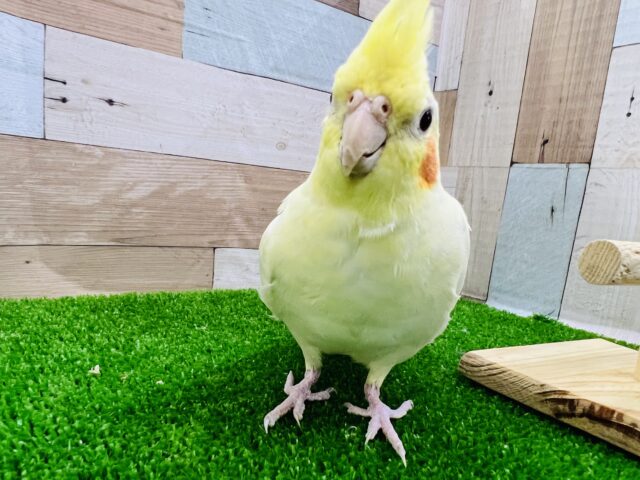 ちょっとビビりんちょなの♡ルチノーパール☆オカメインコ