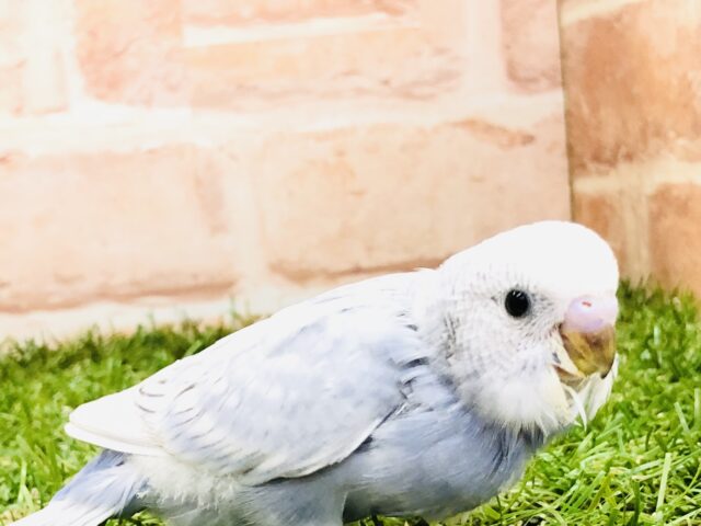 渋い色はお好き？　セキセイインコ　グレー　Ｒ５　３／１３撮影