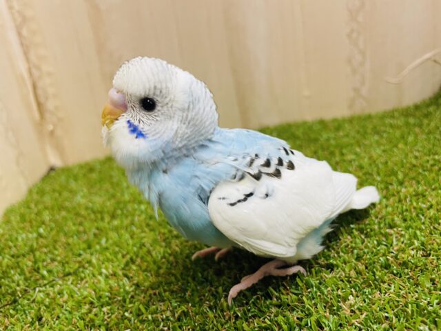 個性的な模様の入り方⭐️ セキセイインコ　パイド