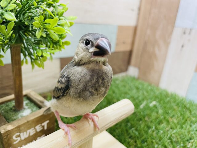 最新画像あります☆ちょこんと感がたまらない！！桜文鳥！！