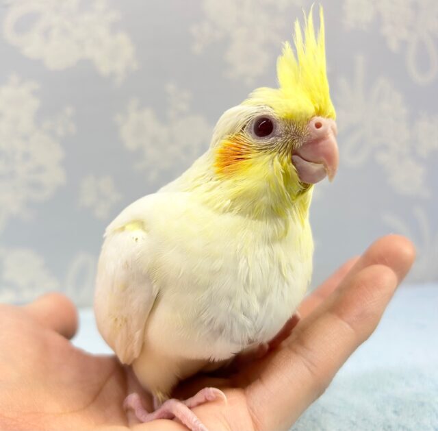 人気❗️オカメインコ(ルチノー) 2023年2月生まれ