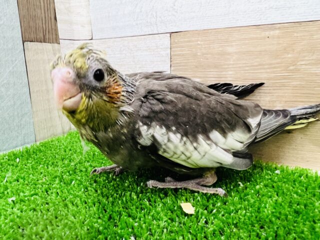 画像更新☆おっとり系？❤オカメインコ(ノーマル)のヒナ入荷しました❤