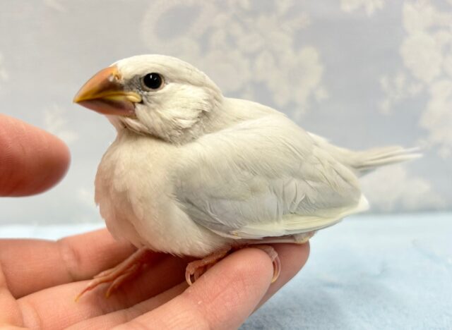 美しいカラー‎🤍シルバー文鳥 2023年3月生まれ
