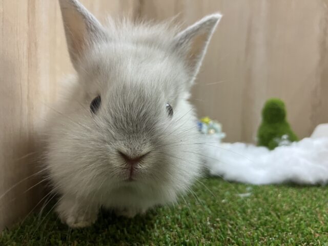 ライオンラビット！その名もフロスティ！