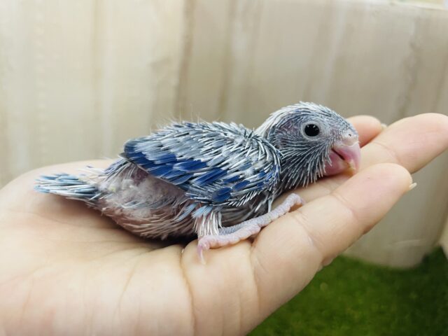 大人気青いマメちゃん‼️ マメルリハ　ブルーパイド　男の子