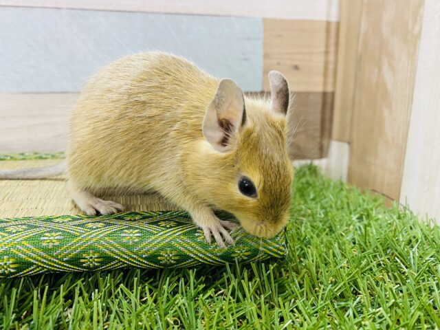 元気いっぱいなデグーサンドカラー☆男の子！！