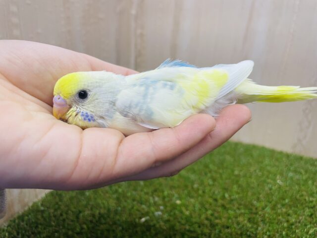 やわらかな色合い⭐️素敵カラー！　セキセイインコ　パステルレインボーパイド