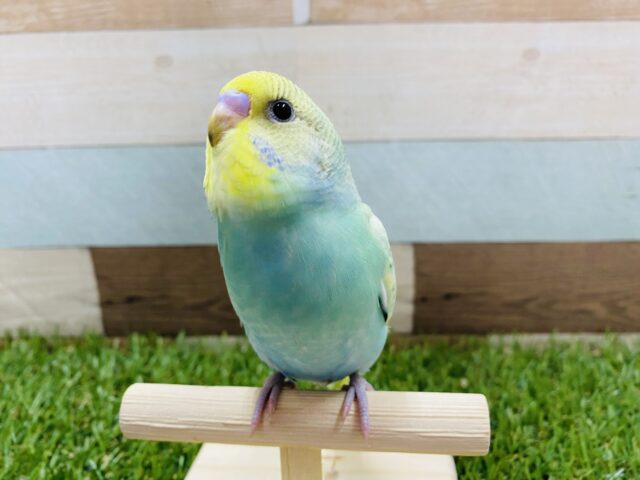 最新画像有り！グリーン系カラーが素敵です☆セキセイインコパステルカラーレインボースパングル！