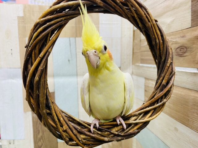 最新画像有り☆ついに！オカメインコヒナがやって来ました♪定番人気ルチノー！