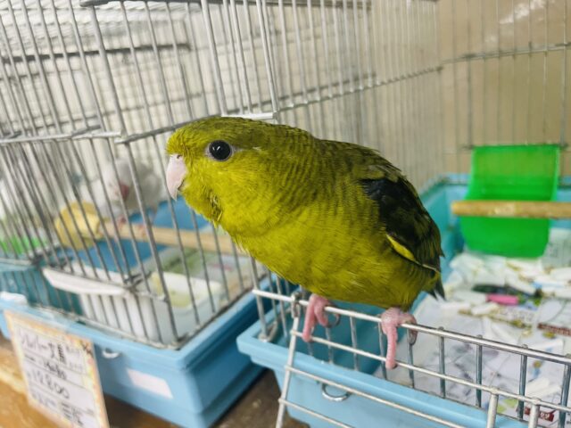 最新画像になりますよ‼️必見です‼️久しぶりになります💓渋めカラーのサザナミインコ　オリーブ