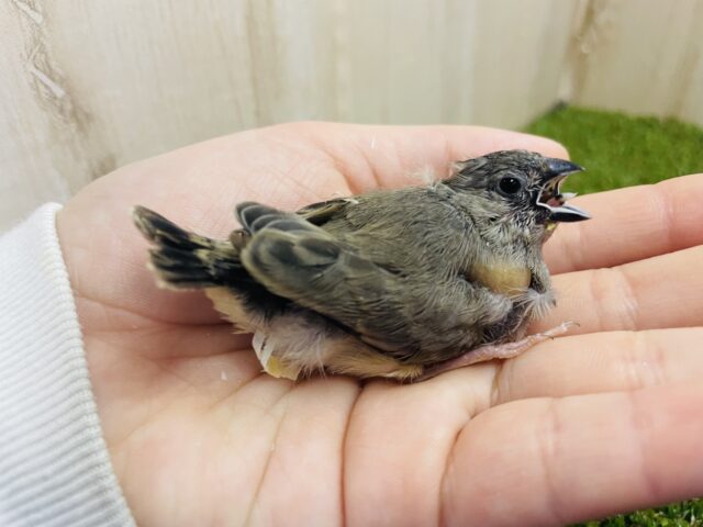 最新画像になりますよ！！ふわふわのヒナ毛が可愛い♥キンカ鳥さん来ましたよ〜