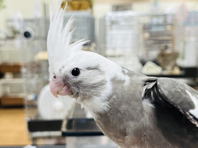 【最新画像・動画更新🪄ひとり餌】なんだか楽し気な様子です☆　オカメインコ　ホワイトフェイスパイド～～