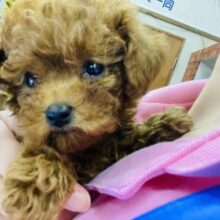 お口がムッ💛困り顔のトイプードルちゃん女のコです💛♀