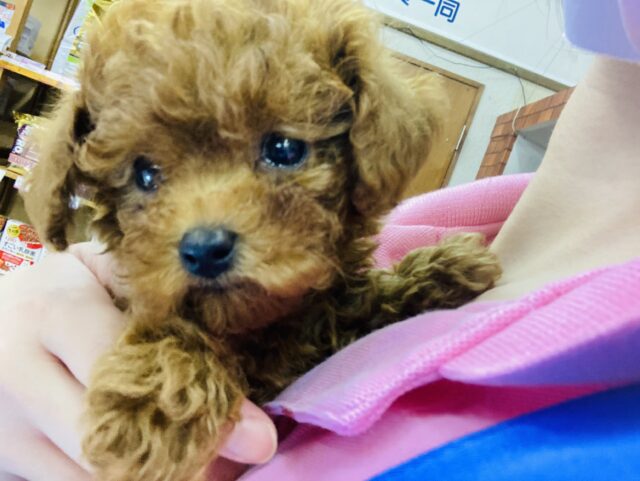 お口がムッ💛困り顔のトイプードルちゃん女のコです💛♀