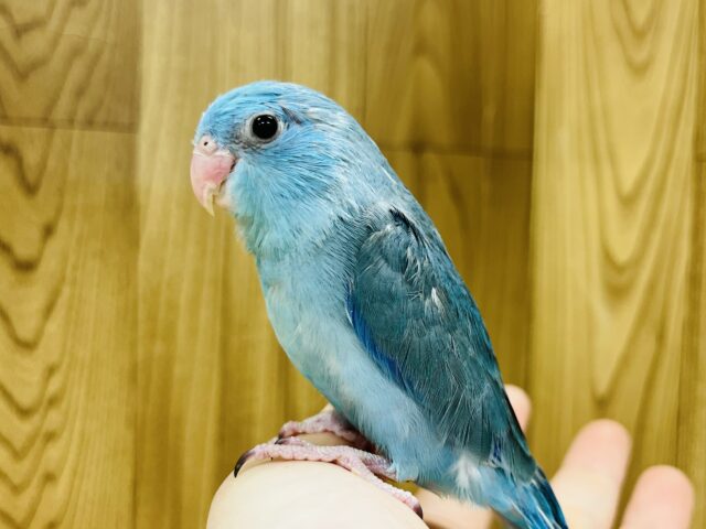 【最新動画更新🪄】小柄だけど存在感はバツグン！！マメルリハ(ブルー)男の子