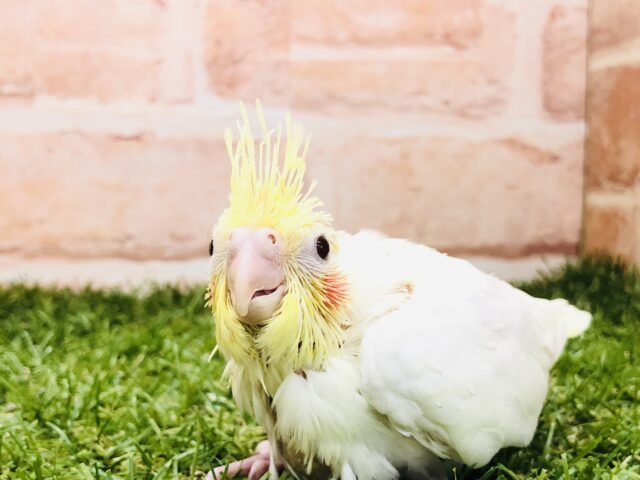 そろそろ入舎が増えてきたかな？　オカメインコ　ルチノー　Ｒ５　３／９撮影