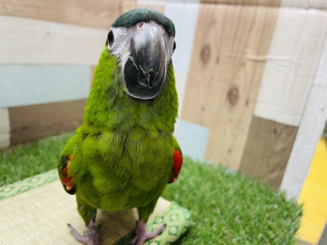 おしゃべり大好き☆コミちゃんです！コミドリコンゴウインコ！