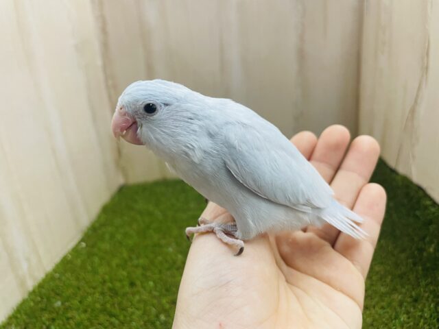 最新画像になりますよ‼️水色のマメたん！爽やかな薄めカラー⭐️ マメルリハ　アメリカンホワイト　女の子