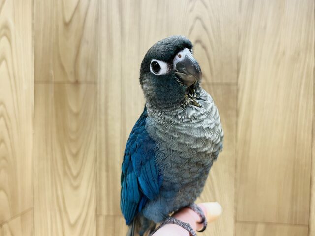 【最新画像更新🪄】おっとりマイペースな子◎ウロコインコ(ヴァイオレット) ヒナ